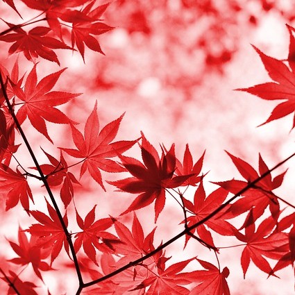 maple-2999706_640_qu
